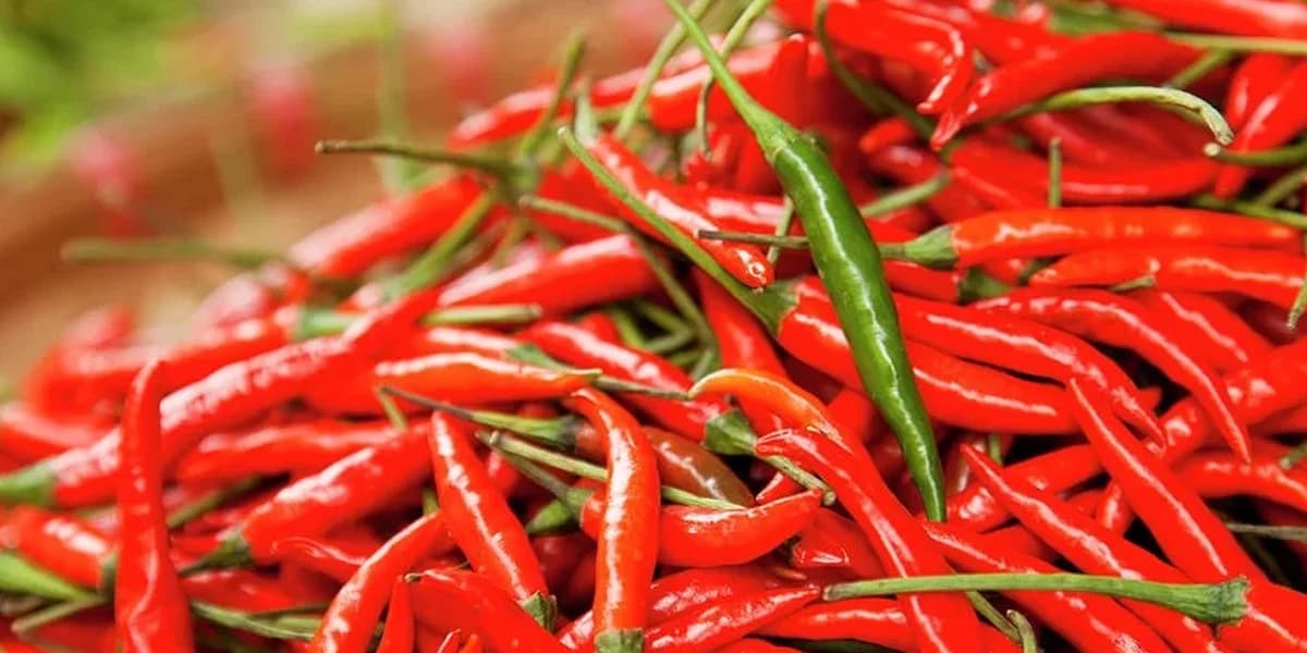Red chilly