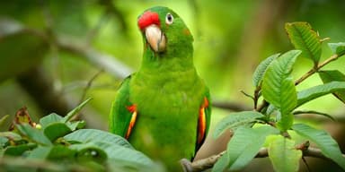 Parrot photo