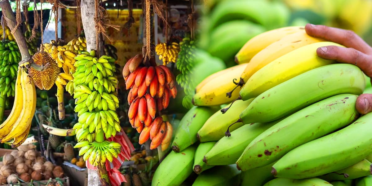 Banana Categories