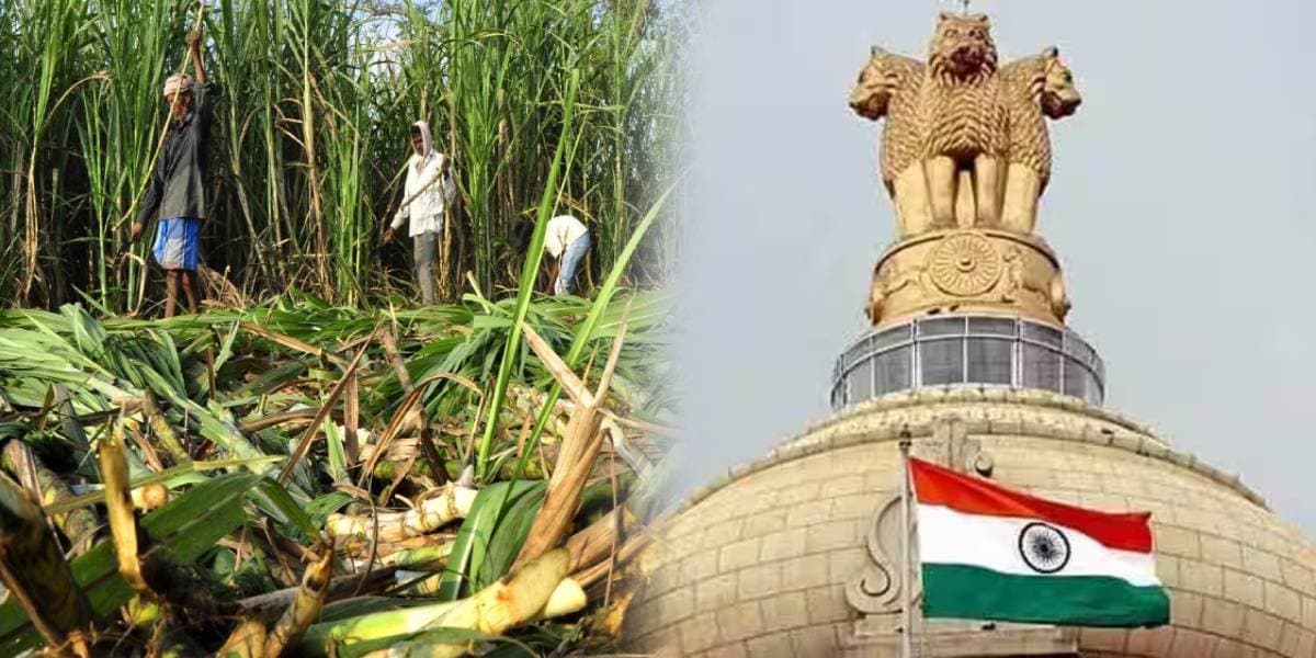 sugarcane