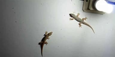 lizard