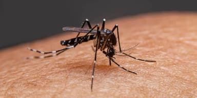 mosquito
