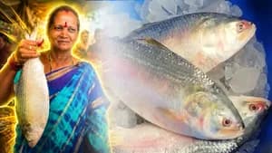 புதுச்சேரியில் ரூ. 15,000க்கு ஏலம் போன ’புலாசா’ மீன்! அப்படி என்ன ஸ்பெஷல்? 