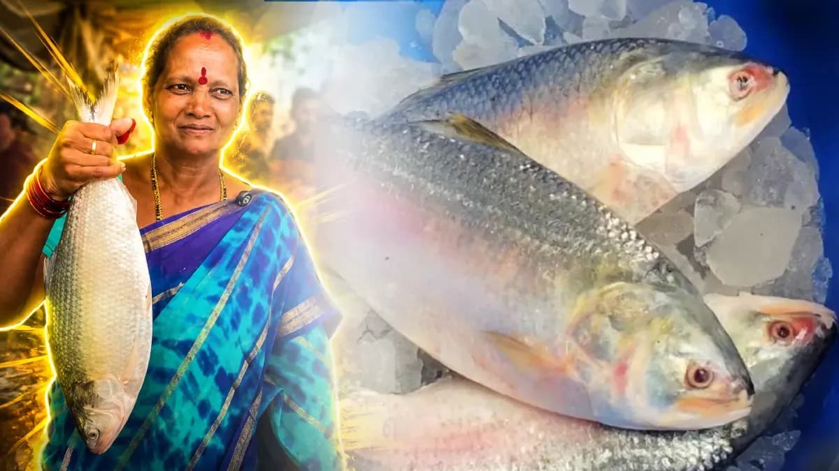 புதுச்சேரியில் ரூ. 15,000க்கு ஏலம் போன ’புலாசா’ மீன்! அப்படி என்ன ஸ்பெஷல்? 