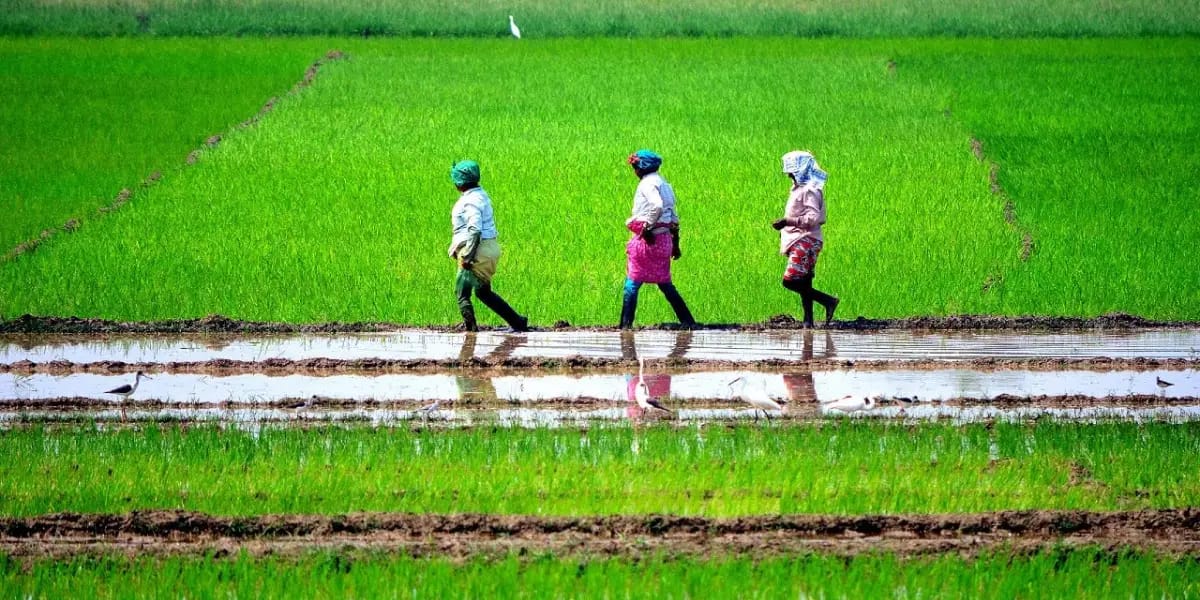 Tamilnadu Farmers