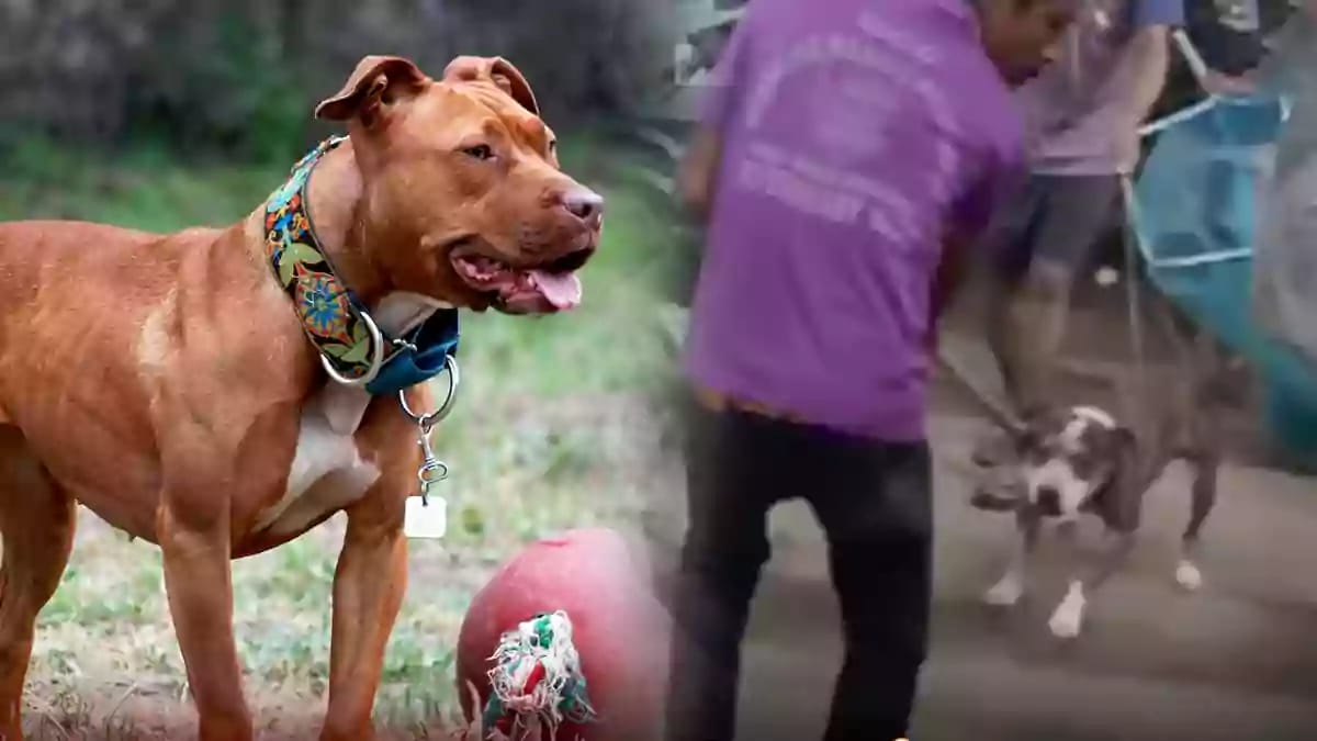 Chennai - Dogbite