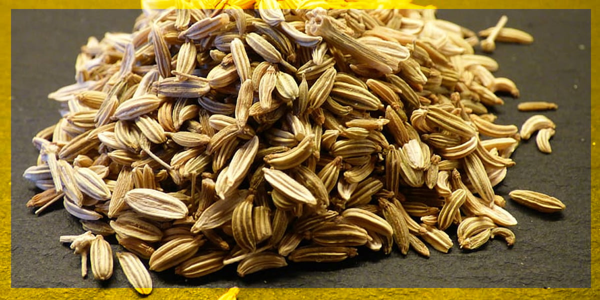 Fennel