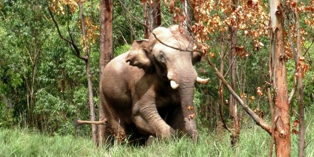 Arisi Komban Elephant