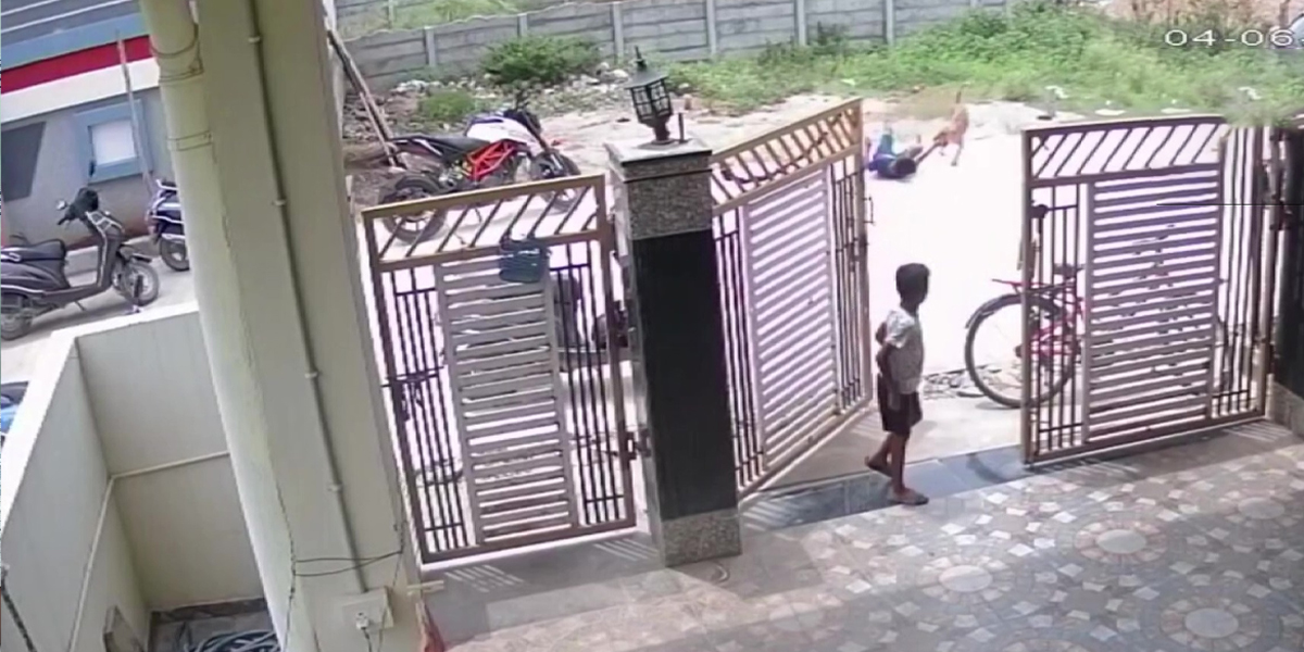 Straydogattack