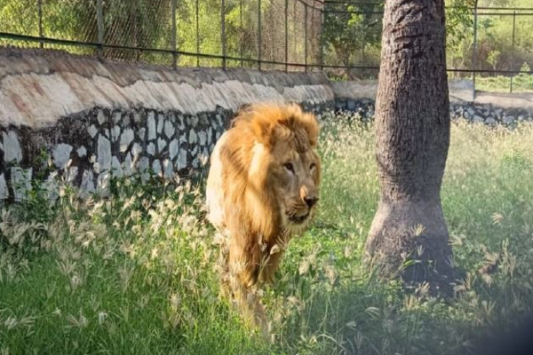 lion