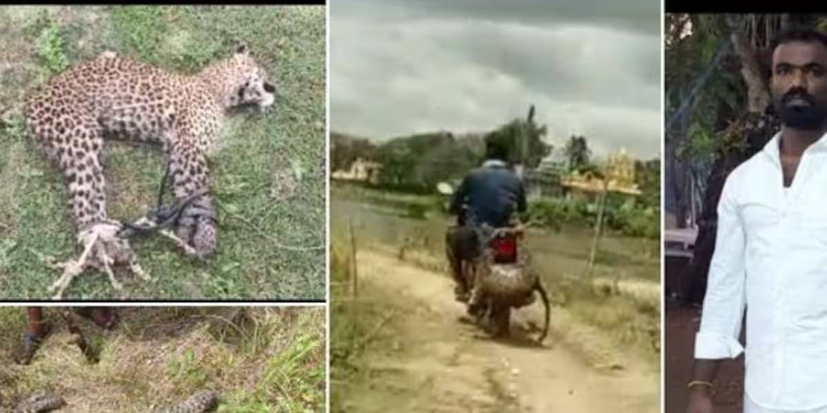 Leopard attack in karnatka village