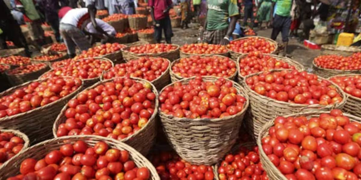 Tomato Accident