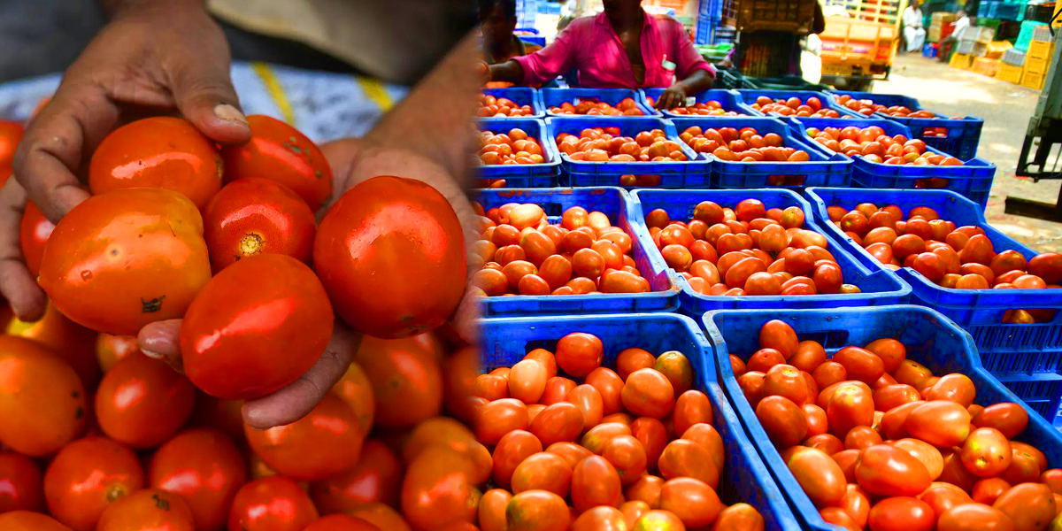 Tomato Price Madurai