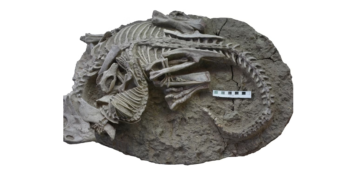 (dinosaur) and Repenomamus (mammal) skeletons