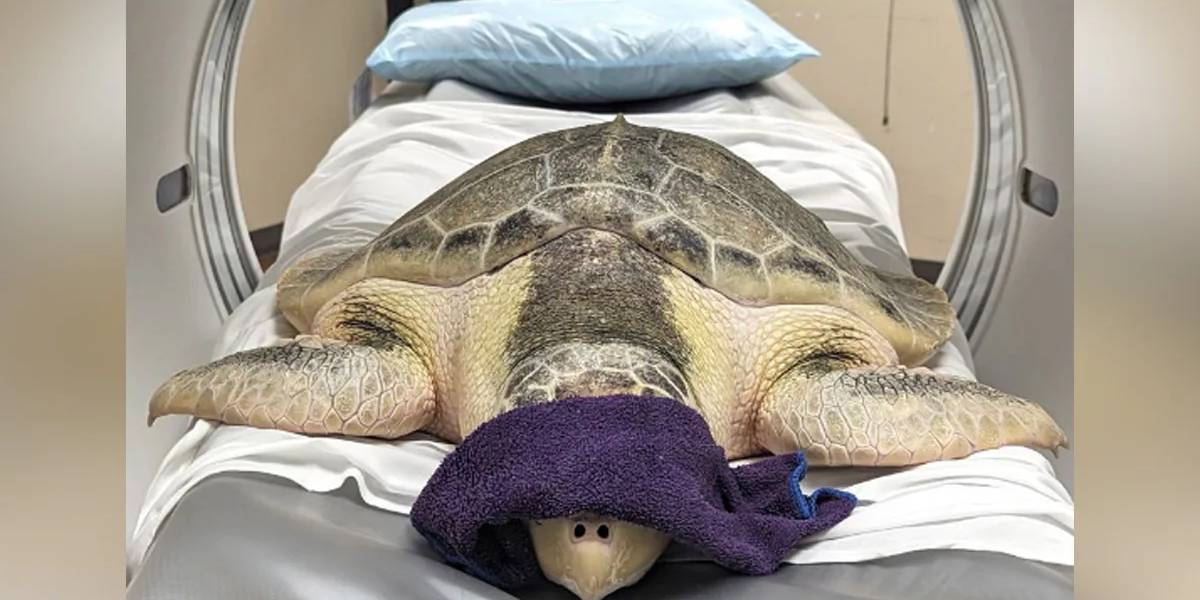 tortoise