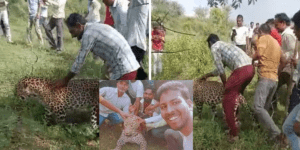 Sick leopard