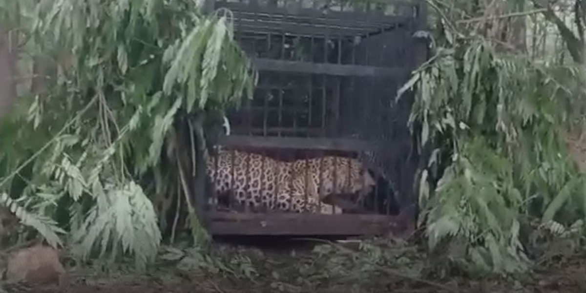 Tirupati - Cheetah