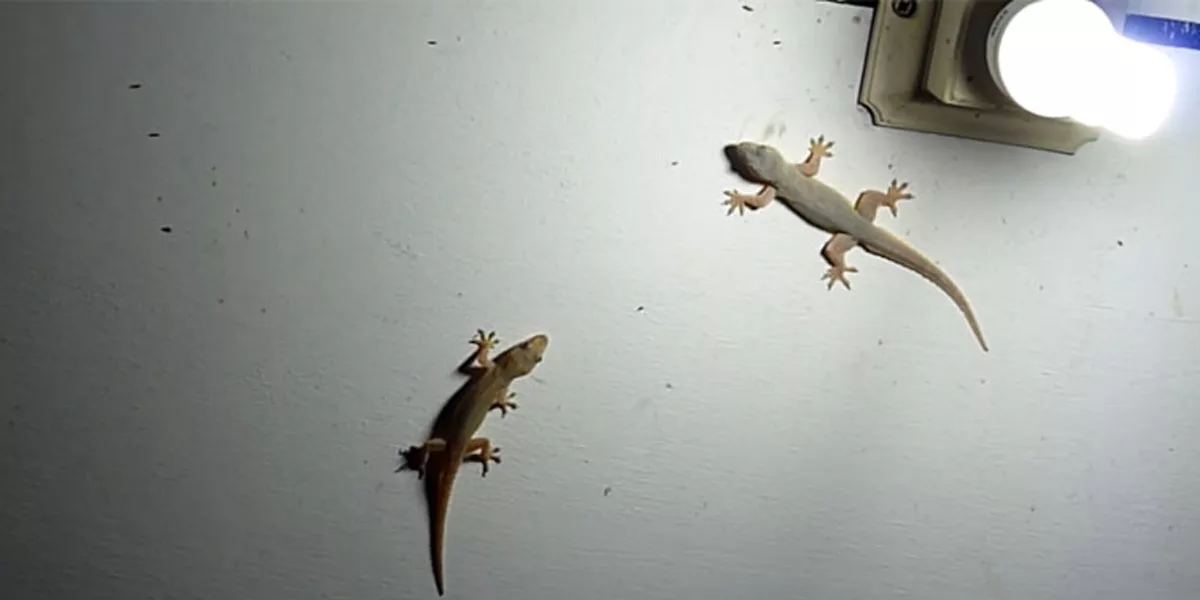lizards house
