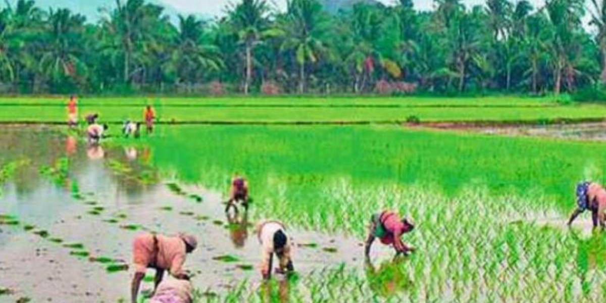 Tamilnadu Farmer