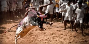 Manjuvirattu 2024 Pudukottai