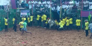 puthukottai jallikattu