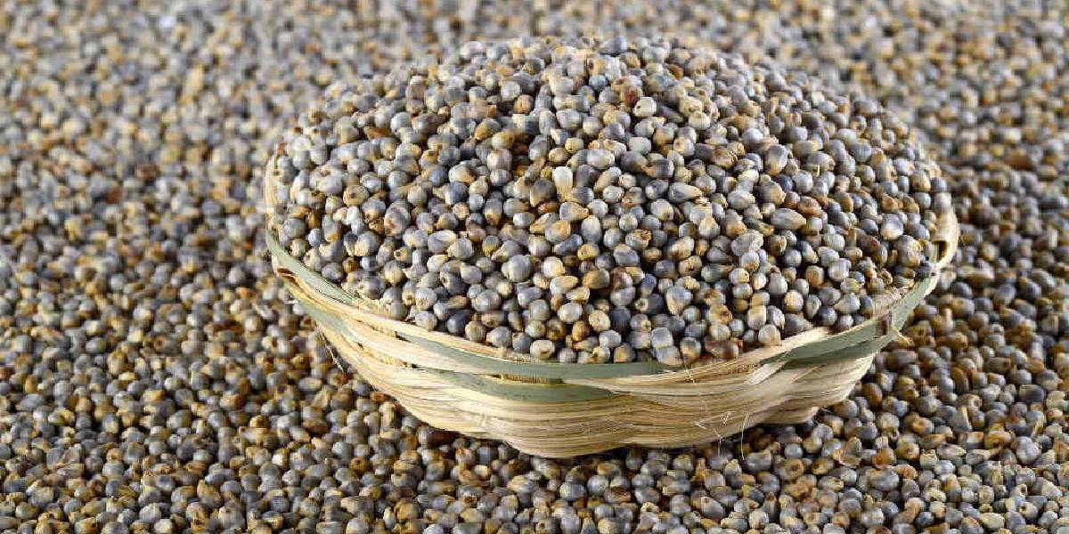pearl millet
