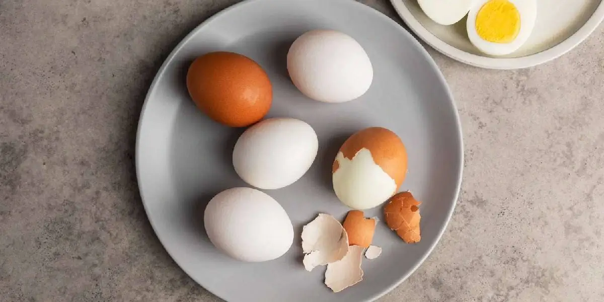 egg (5) (1)