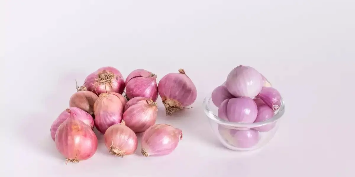 onion (4) (1)