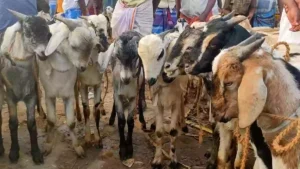 goat sales ramzan