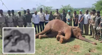 உயிரிழந்த பெண் யானை.., வயிற்றில் ஆண் குட்டி.! காக்கத் தவறியது ஏன்?
