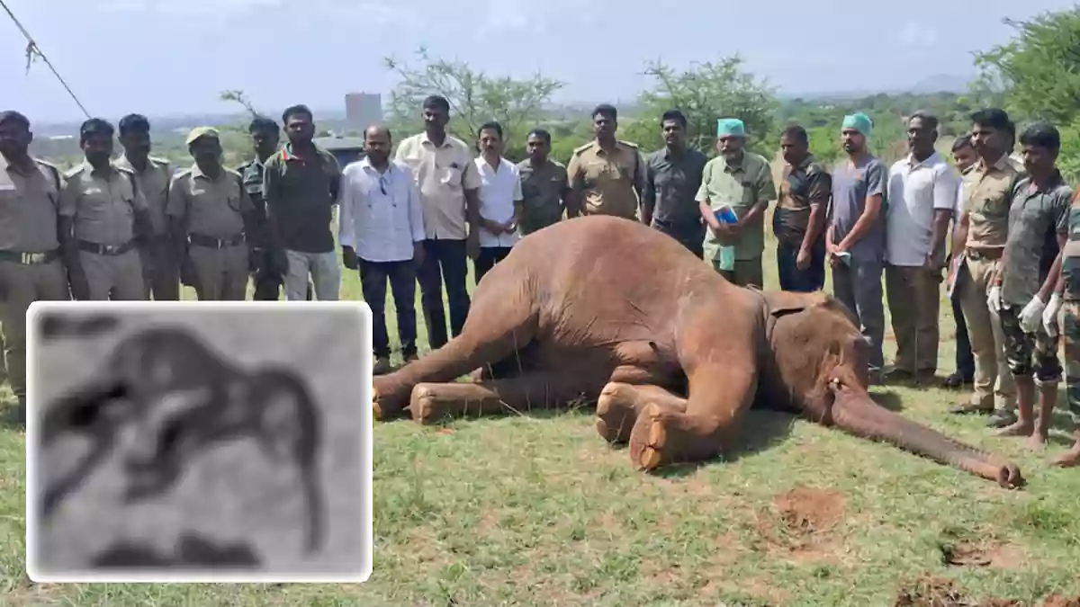 Elephant covai forest