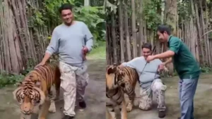 tiger in Thailand