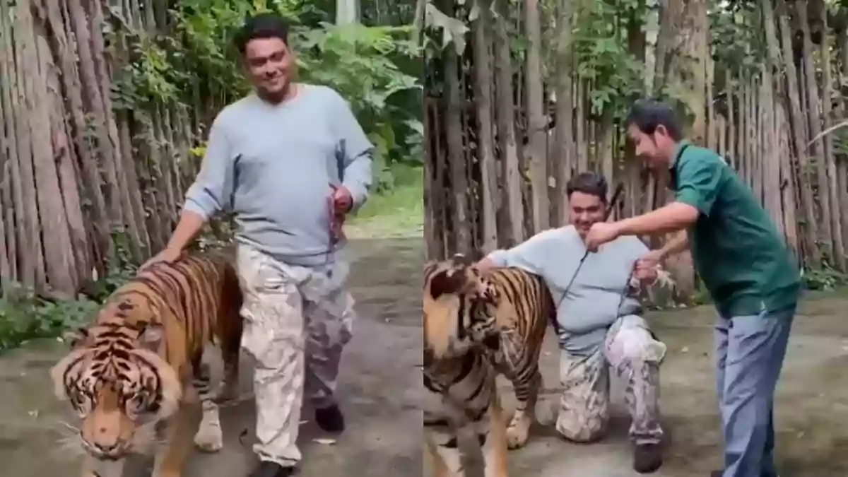 tiger in Thailand