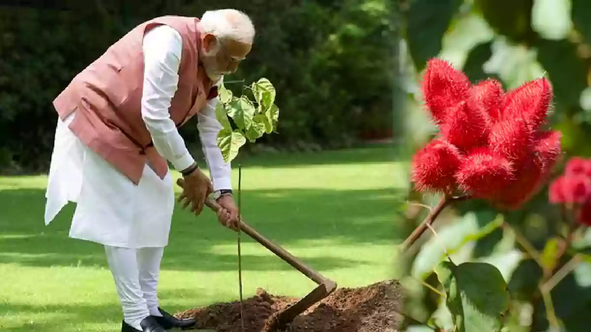 Narendra Modi - Sindoor Tree