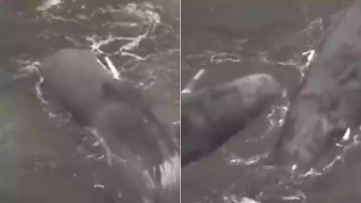 4 Massive Whales