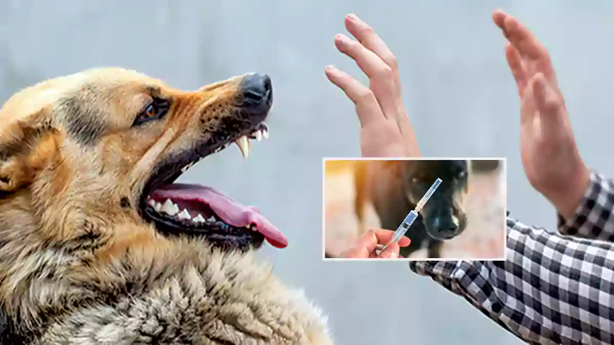 Dog Bite Rabies