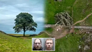 England Tree