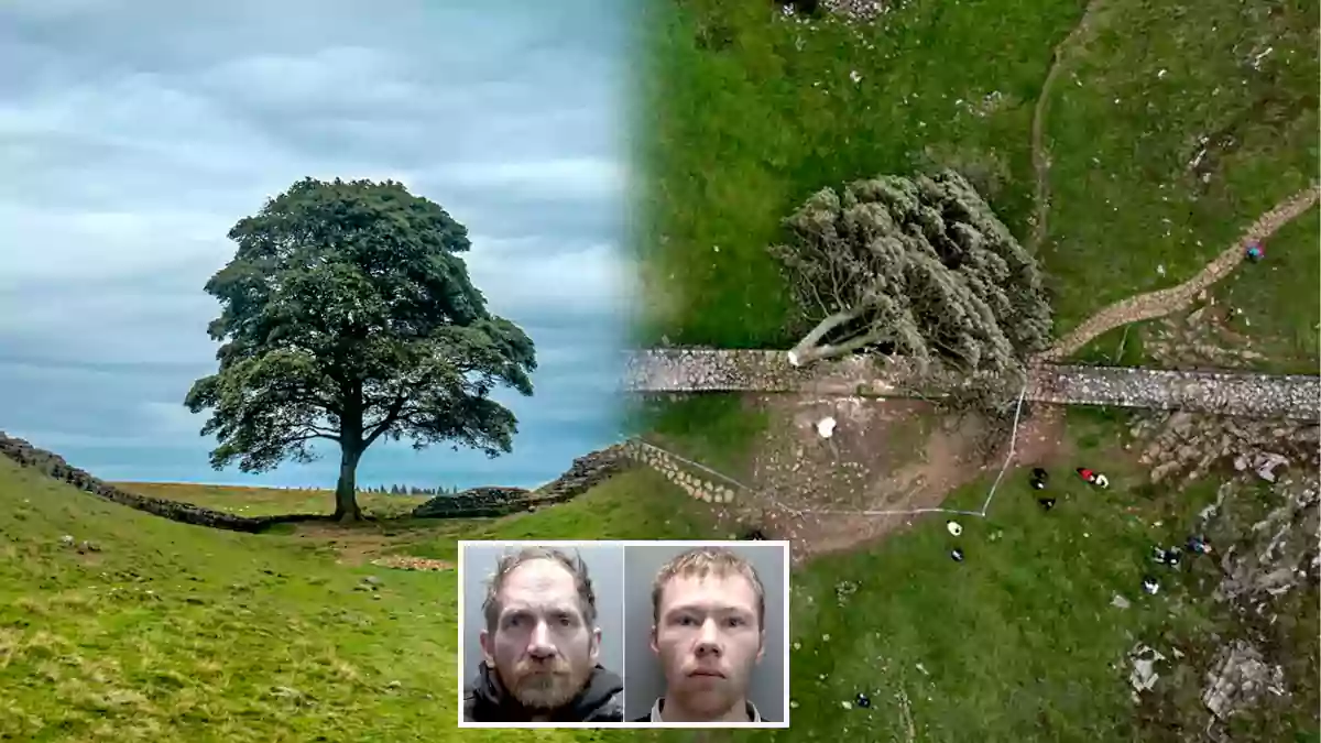 England Tree