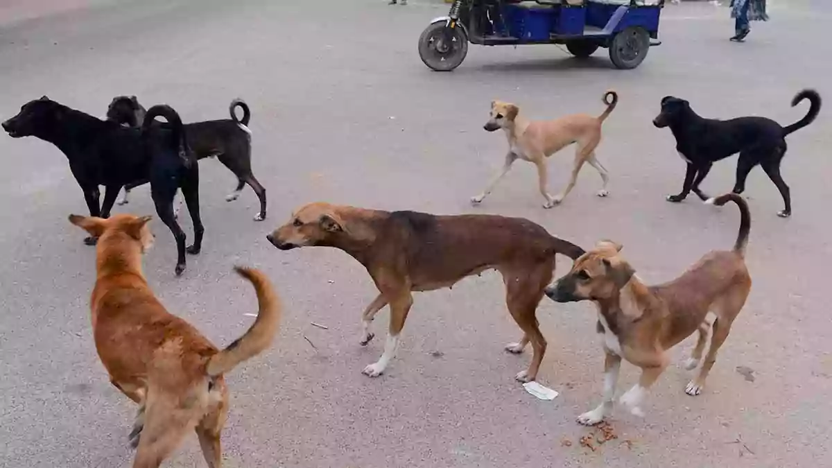 Kerala dog