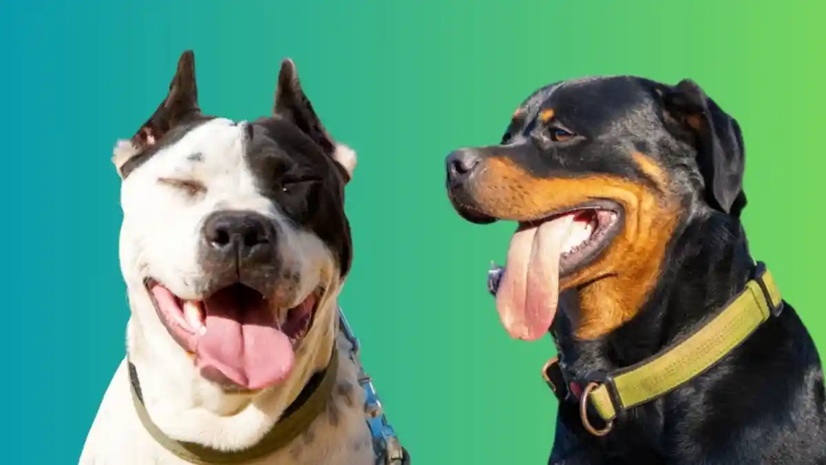 Pitbull Rottweiler