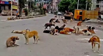 தெரு நாய்களை கருணைக் கொலை செய்ய தமிழ்நாடு அரசு அனுமதி.!