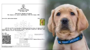 bihar - dog babu