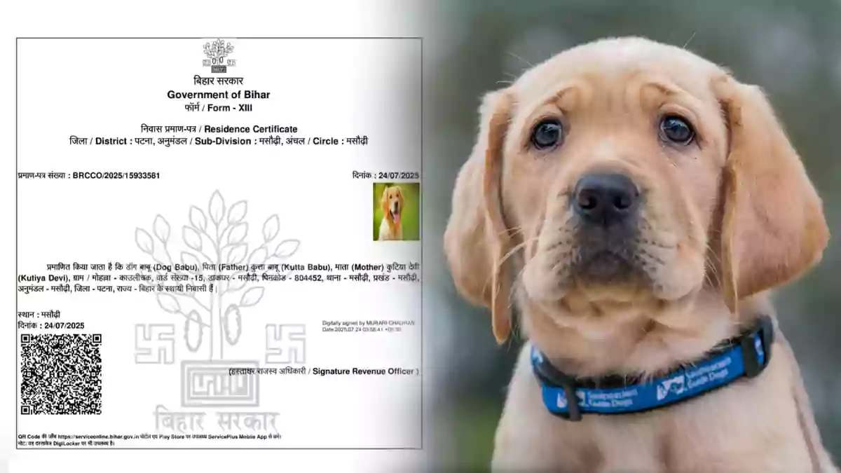 bihar - dog babu